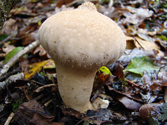 puffballs